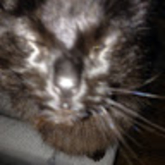 Meet your Posher, Alia - Picture 1 of 1